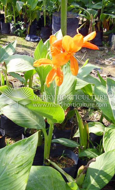 Canna orange